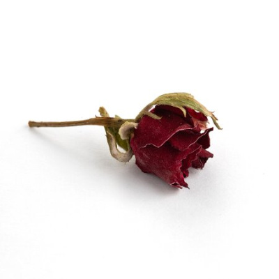 Роза, бутоны темно-красные, 12-15 мм опт