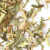 Травяной чай Имбирный лимонник опт